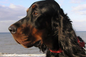 Опис шотландських визначень: яка особливість породи? Опис шотландських визначень: яка особливість породи?